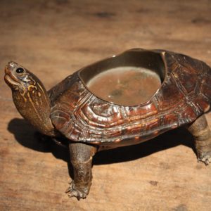 oude schildpad taxidermie