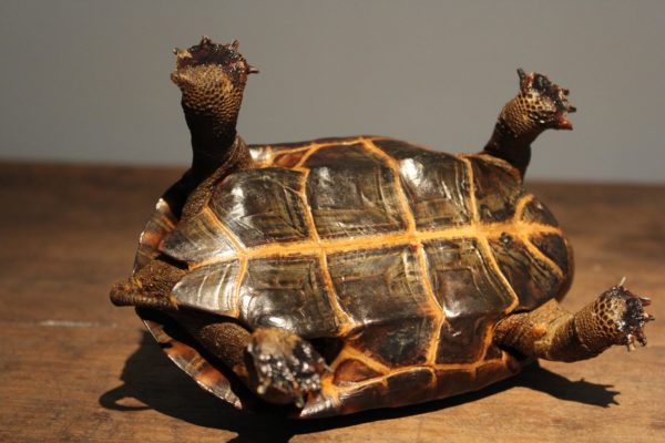 oude schildpad taxidermie