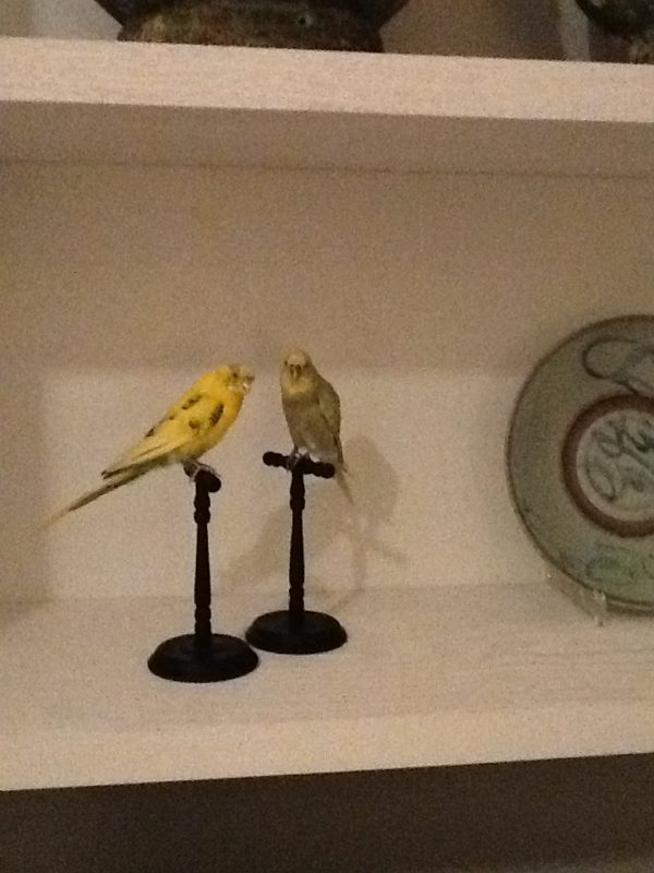 stuffed canary birds on ebony stand